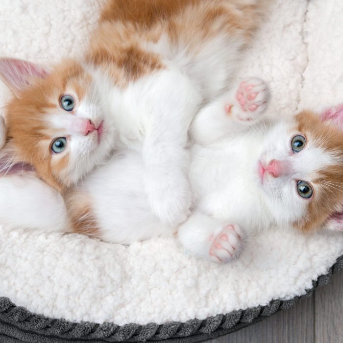 Looking down at two cute blue-eyed kittens sleeping in a white bed