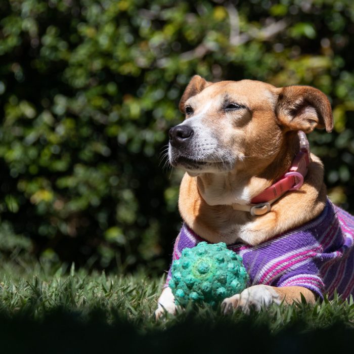 A sleepy senior female dog taking a morning sunbath with her green ball in the yard. Respect for animals. Animal worl. Pet lover. Dog lover.